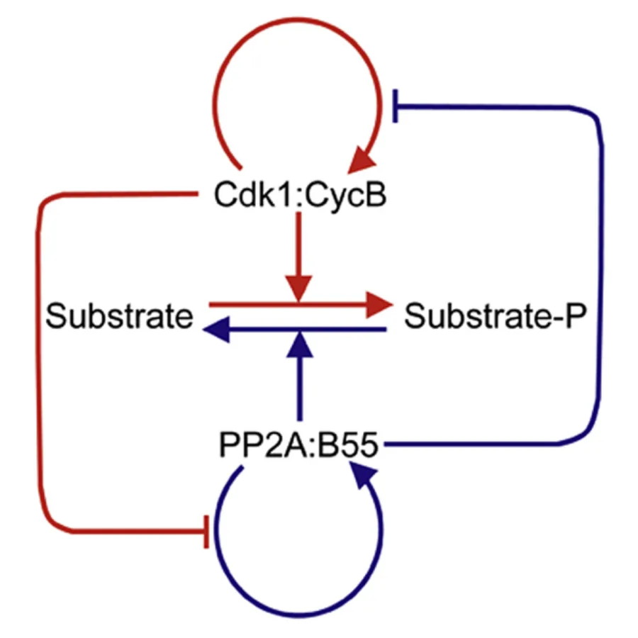 The Cdk1 PP2A bistable reaction network