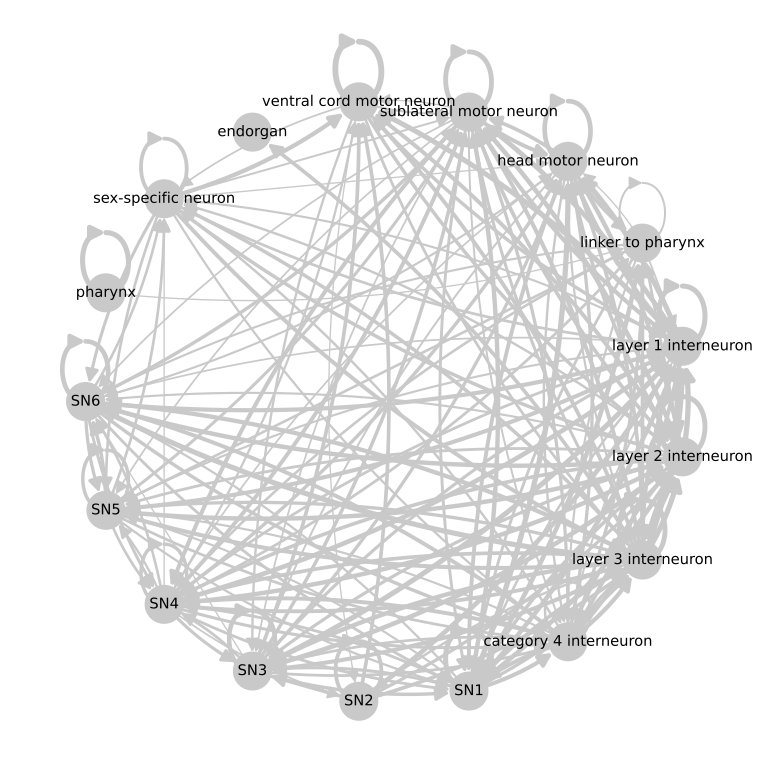 The chemical connectome folded by neuron class, drawn as a circular graph